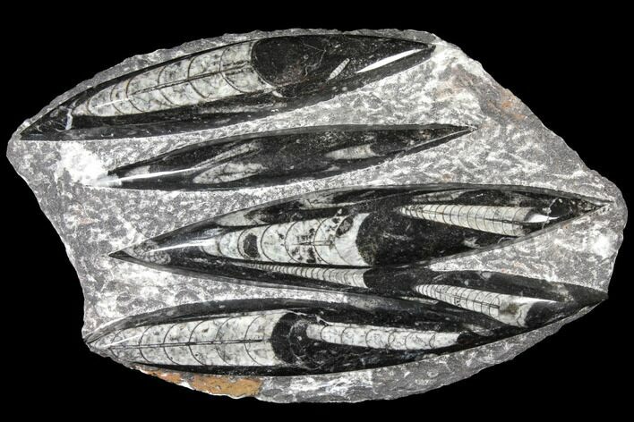 Polished Fossil Orthoceras (Cephalopod) Plate - Morocco #127717